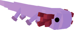 Axolotl